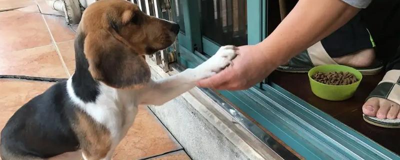 狗握手如何训练，需要反复训练
