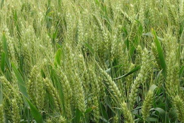 小麦全蚀病防治方法，坚持五改来防治