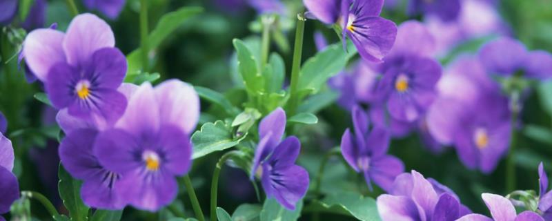紫罗兰的施肥方法，生长季每隔2周施1次饼肥水或液肥