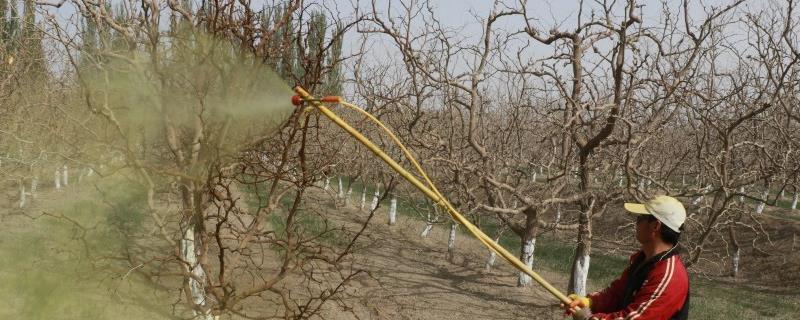 预防枣树病虫害的误区，采果后停止用药会导致翌年病虫害泛滥