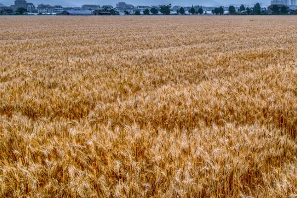 旱地小麦田如何高产，播种后要及时镇压、以便提墒保墒