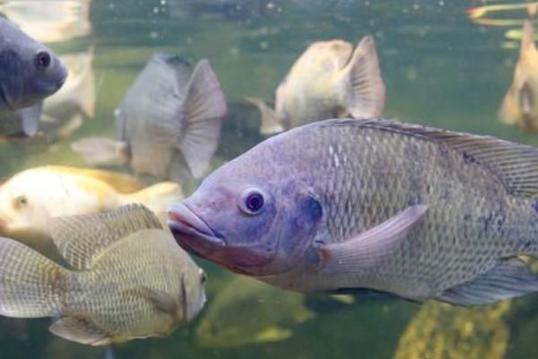 哪些鱼可以和罗非鱼混养，鲢鱼、鳙鱼等滤食性鱼类比较合适
