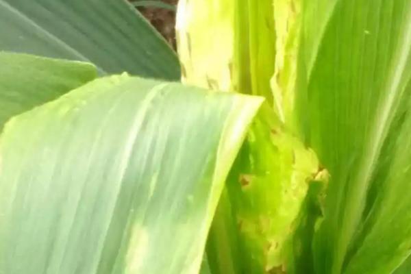 玉米顶腐病的发病原因，远距离主要靠带菌种子传播
