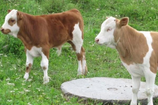 三个月的牛犊怎么养，提供适口性好的饲料是关键