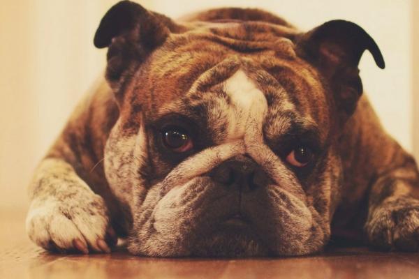 狗狗抑郁症的前兆，主要有这八个表现