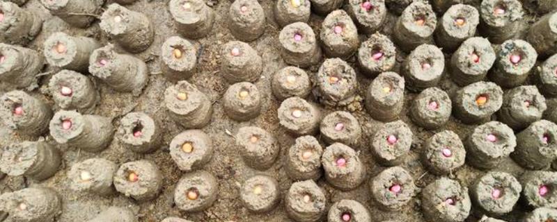 玉米地膜肥球育苗方法，用营养土制做肥球、再将种子播入肥球孔内