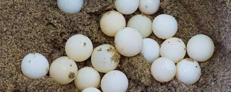 甲鱼下蛋了怎么孵化，可自然孵化也可人工孵化