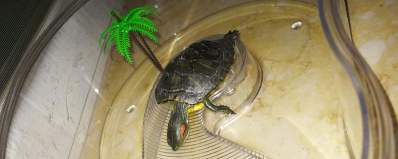 巴西龟睡觉是什么样子，睡觉的状态各不相同