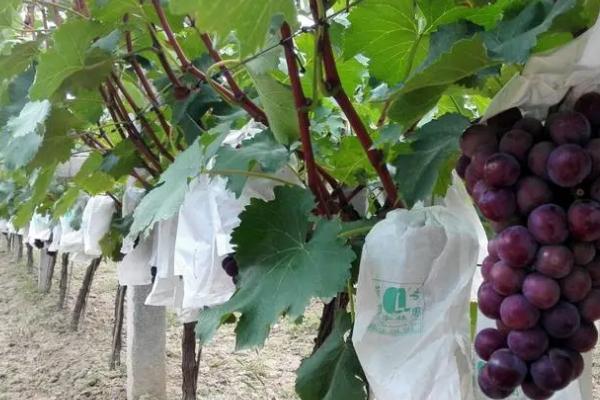 葡萄怎样套袋，套袋之前果园应喷布一遍杀菌剂