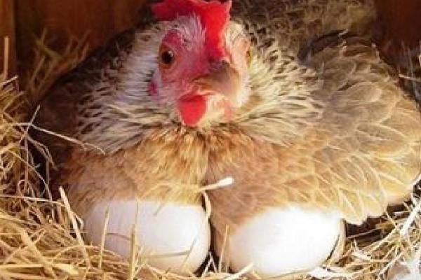 母鸡孵蛋凉了三小时有事吗，对鸡蛋的孵化是没有影响的
