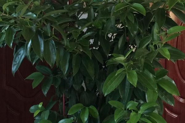 平安树有毒吗，不仅没毒还能净化空气
