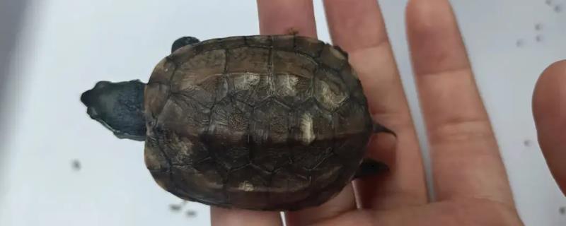 乌龟会不会脱壳，在受伤或缺水的时候会脱壳