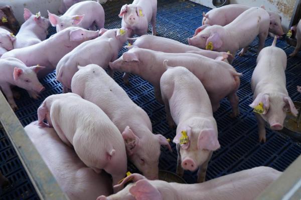 猪为什么会发抖不吃食，可能是肠胃受到压迫等原因所导致