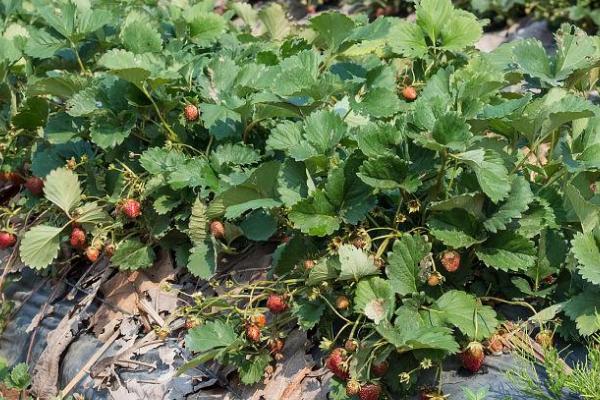草莓长出藤后怎么处理，需及时的施肥和浇水