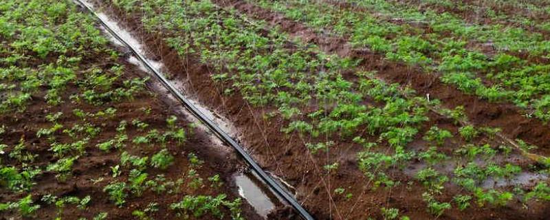 灌溉施肥的优点，肥料利用率明显提高