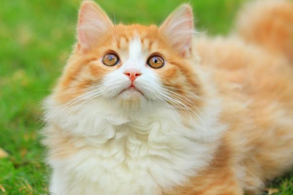 怎么判断猫是否失明，失明后眼睛不会随着逗猫棒转动
