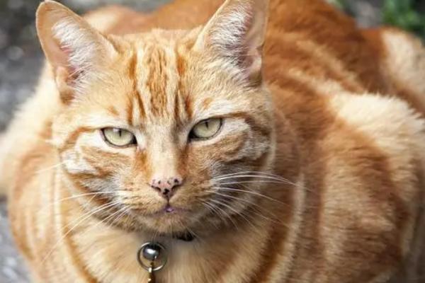 怎么判断猫是否失明，失明后眼睛不会随着逗猫棒转动