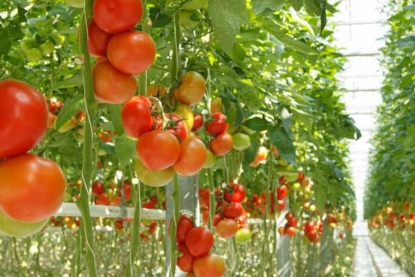西红柿产生空洞果的原因，可能是品种选择不当