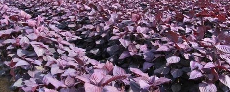 紫苏种植时间和方法，通常在3、4月份种植