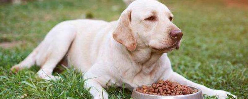 狗狗吃钙片的最佳时间，3个月-1岁的时候必需要补钙