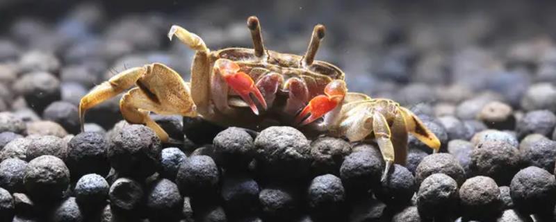 辣椒蟹繁殖小蟹的条件，温度控制在15-20℃