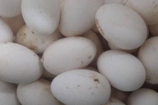 鹅蛋孵化32天没出壳会不会死，可用温水测试一下