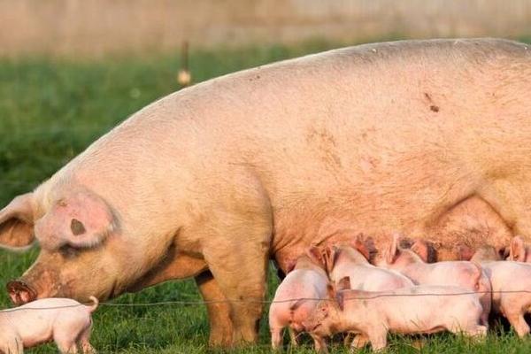 初产母猪怎样助产，首先保证生产环境舒适
