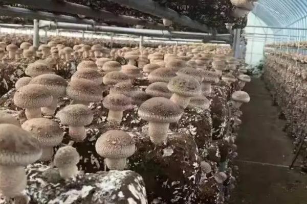 蘑菇菌螨的防治技巧，播种前严格检查菌种