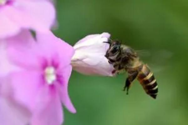 蜜蜂采蜜后保存在身上哪个部位，会保存在腹部的蜜囊中