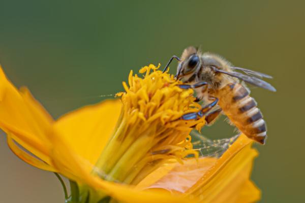蜜蜂采蜜后保存在身上哪个部位，会保存在腹部的蜜囊中