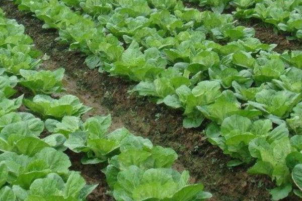白菜越冬制种方法，定植后要注意划锄松土、提高地温