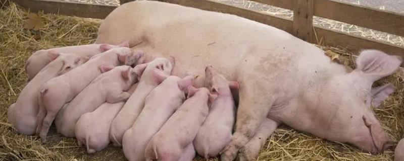 哺乳母猪为什么会急促喘气，可能是肺部感染、热应激等原因所导致