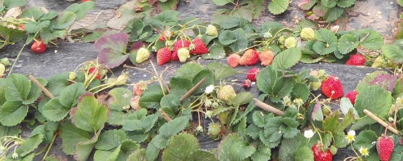 草莓有哪些病虫害，包括炭疽病、黄萎病、叶螨、跗线螨等种类