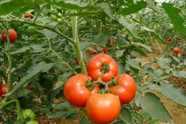 西红柿只开花不结果的原因，可能是授粉不良、偏施氮肥等因素所导致