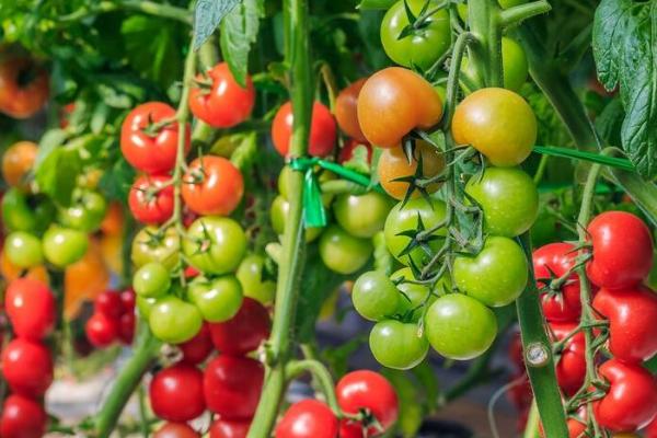 西红柿只开花不结果的原因，可能是授粉不良、偏施氮肥等因素所导致