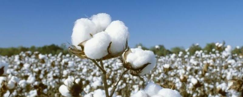 棉花僵苗有哪些症状，具有植株矮小、根茎发黑、叶片发黄等表现