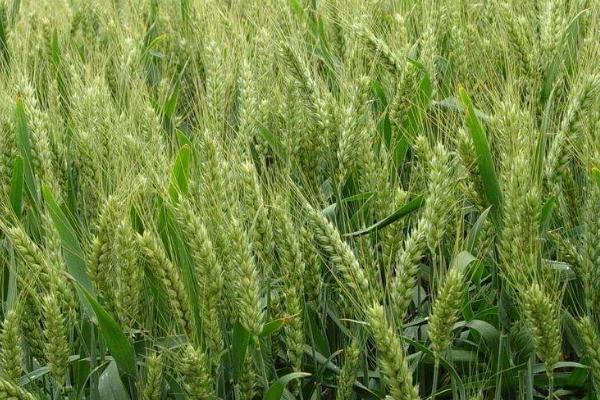 晚播小麦怎么管理，需增施肥料补充土壤中的养分