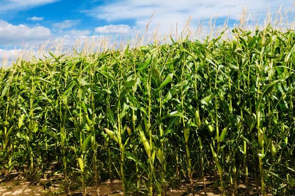 玉米免耕好处，可节省成本、减少农耗