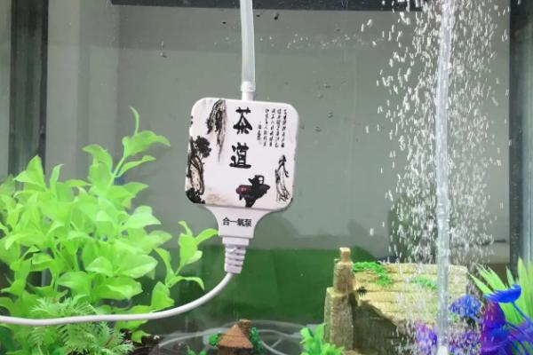 小鱼缸如何安装增氧泵，将氧气泵放在高处、出气口置于水中即可