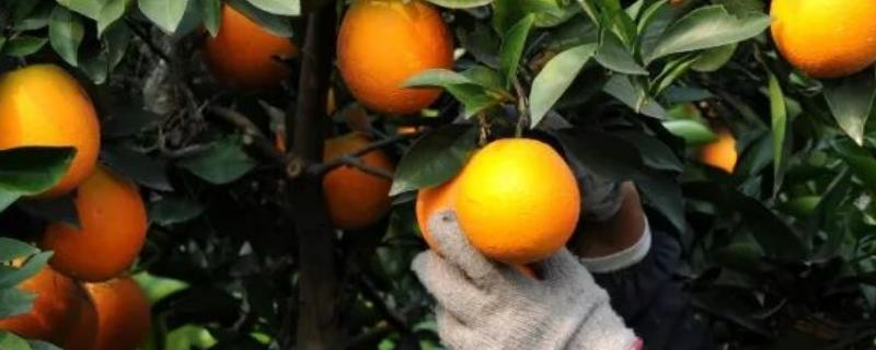 橙子的采摘方法，可在距离果蒂2厘米处剪下果实