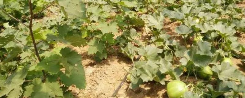 葡萄套种甜瓜的要点，4月份要注意通风炼苗、整枝授粉