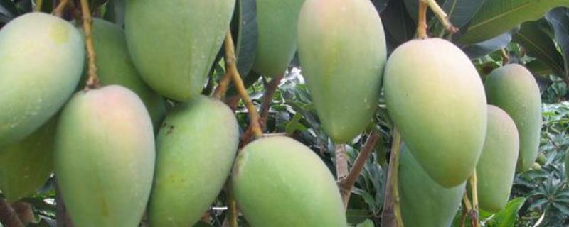 芒果可以在家里种吗，可以在家种但需去除核上残留的果肉