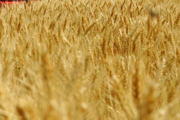 冬小麦无公害栽培技术，土壤以宗、褐、潮土为主