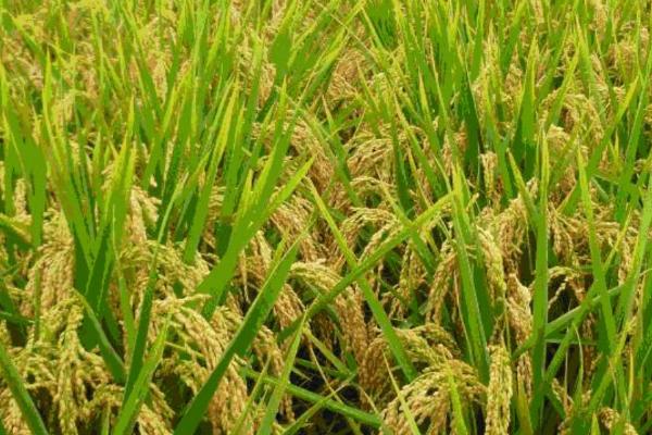 水稻分蘖少如何处理，可进行间歇灌溉、酌情喷施叶面肥
