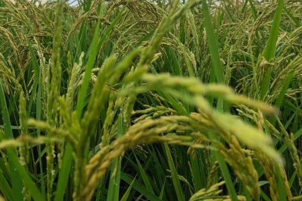 水稻分蘖少如何处理，可进行间歇灌溉、酌情喷施叶面肥