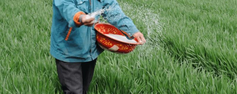 怎么对小麦使用腊肥，晚播地块可亩施2000公斤腐熟粪肥