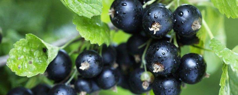 黑加仑的外观特征，植株为灌木、果实近圆形、熟时呈黑色
