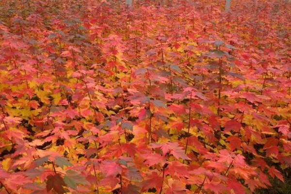 美国红枫和日本红枫的区别，美国红枫为单叶对生叶、日本红枫为单叶互生叶