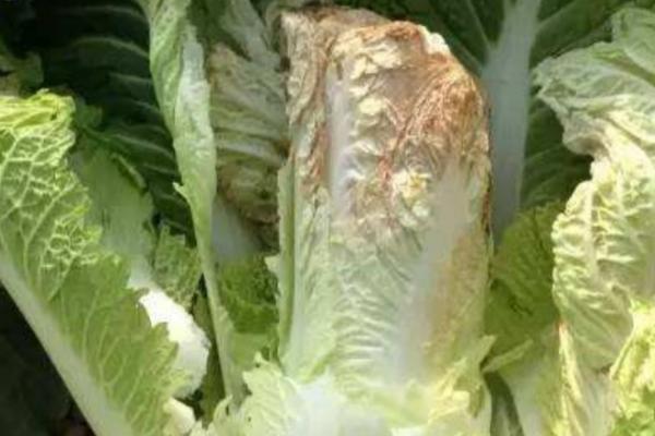 白菜干烧心有什么症状，叶缘处变白或变黄、叶肉呈干纸状