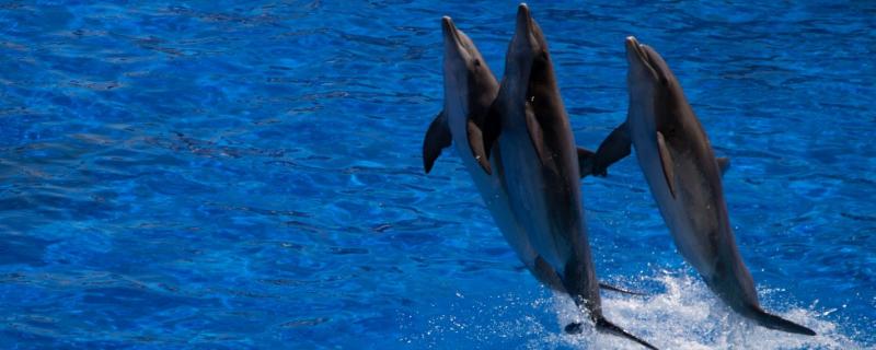 海豚是不是动物类，属于哺乳类动物